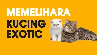 Memelihara Kucing Exotic: Tips dan Trik untuk Pemula