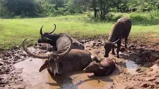 Wild Buffalo ￼😘 #wildlife #worldwildlifeday #wildliferescue #wildlifeentertainment #travel
