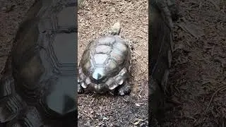 Brown tortoise up close #reptilesofyoutube #reptileshorts#reptileslovers #SanDiegoZoo #ZooAnimals
