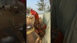kamalia Aseel Baba Ramzan kamalia  pakistan 🇵🇰