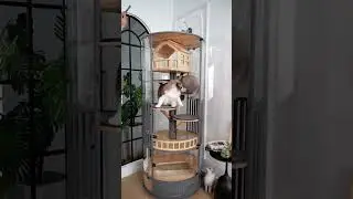 Luxury Panoramic Treehouse Glass Cat Villa🌟 #cat #catfurniture#bestpetsupplies