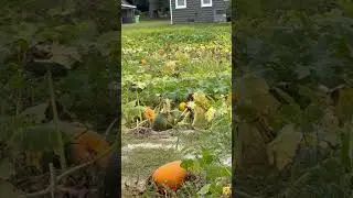 Pumpkin Patch #farming #halloween