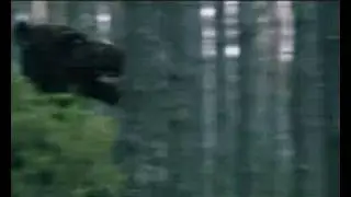 Ežys - forest will thank you