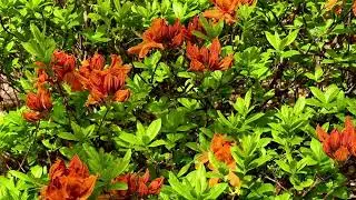 A garden bush with vibrant orange and red flowers shines beautifully