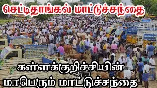 cow market at kallakurichi | Settithangal santhai | மாட்டுச்சந்தை | JP Tamil Tv
