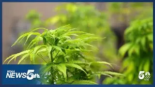 Executive order from President Trump could change how cannabis is studied in Colorado