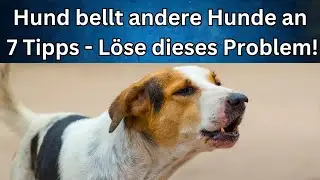 Hund bellt andere Hunde an 🐶  7 Tipps, um dieses Problem zu l&ouml;sen!