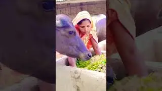#trending #avadhi #comedy #garigeet #dance #song #folksong #video #sohar geet   #funny #dance #