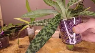 Voici comment prendre soin de l'orchidée Paphiopedilum callosum 'Big'