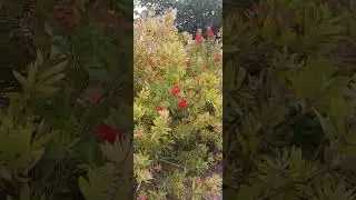 Лекарственные растения. Каллистемон прекрасный