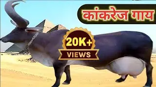 Rajasthan's & Gujarat's Best Breed | Kankrej Cow | Complete Documentary By AJ Cattle info
