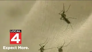 What attracts mosquitoes to some people (and not others)
