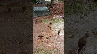 Chicken farming gone wrong❌#nature #animals #shorts  😆