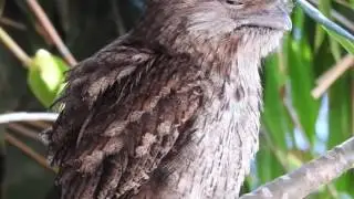 Tawny Frogmouth - call