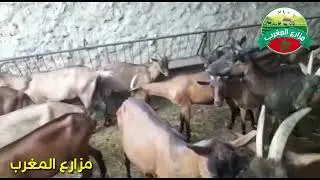 تعاونية نصاف لتربية الماعز الالبيين الحلوب بمدينة جرسيف