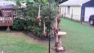 Gold Finch Feeding Time