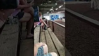 Some beautiful cows at the fair in Gray,tennessee
