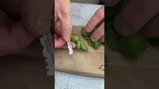 Micro-grafting cacti seedlings to Pereskiopsis. #cactus #graftingtips #cactus