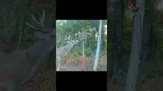 The HODAG Licking Branch System 🦌📸🏹 #hunting #deerhunting #bowhuntingwhitetails #mockscrape
