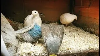 НАСКОЛЬКО ПЕРЕПЕЛКИ грязные? Они довольно отвратительны!