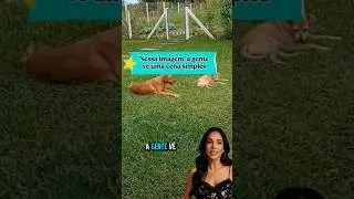 Nessa imagem a gente v&ecirc; uma cena simples #4patas #animais #curiosidades