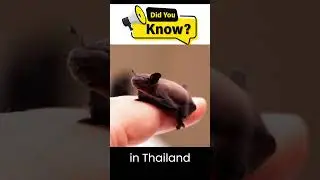 World's Smallest Mammal: The Bumblebee Bat