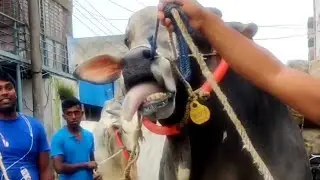 Huge Ongole Bull || Boulder Bull || Biggest Ongole Gittalu || Bangladesh
