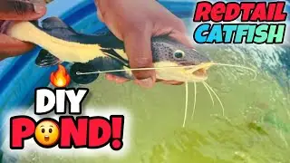 I Bought the Predator Fish I&rsquo;ve Always Wanted&hellip;