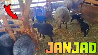 PUSTILI SMO JANJAD MEĐU OVCE!