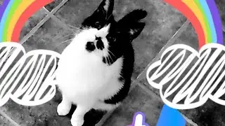 𝐒𝐮𝐩𝐞𝐫 𝐋𝐢𝐥𝐚𝐤 🆚 𝐋𝐎𝐑𝐃 𝐏𝐈𝐄𝐒 𓃬𓃬𓃬𓃬                    #cat #funny #catfuny #xd #switchcat