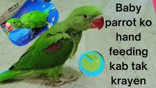 तोते के बच्चे को कितने समय तक हाथ से खाना खिलाएं || Hand feeding for baby parrot ||