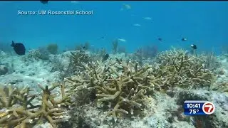 Coral raised in labs placed in ocean in attempt to repopulate coral reefs