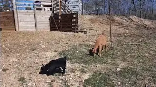 Meet the Newest Baby on our Hobby Goat Farm | Nigerian Dwarf Doeling Kid - Homesteading VLOG