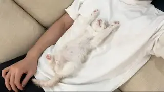 お昼寝してたら子猫がお腹の上でまさかのこうなってました…w