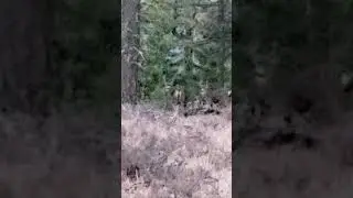 Buck frenzy. 30 yards at dusk.