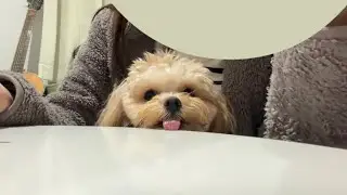 腸活に励む犬
