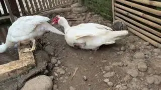 TRAH ENTOK JUMBO TRONTON
