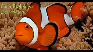 GAMPANG.. Begini Cara Budidaya Ikan Nemo