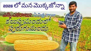 2026 లో మొక్కజొన్న Maize 🌽 || Maize Cultivation || Please Save farmers 