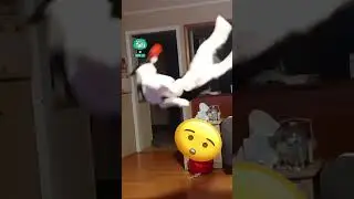 My dog might be Air Bud