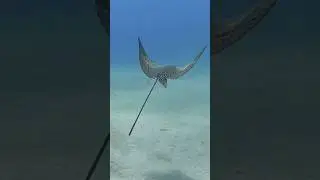 Spotted eagle ray #shorts