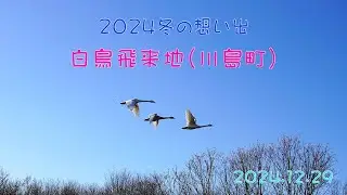 川島町白鳥飛来地 #2024.12.29