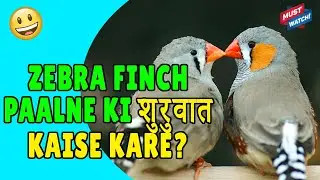#FINCHES CARE FOR BEGINNERS | Zebra Finch care Tips | Zebra Finch Breeding Tips | Happy Budgies
