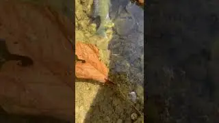 Little Feller! #fishing #trending #viral