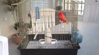 Red Factor Canary - Κόκκινο καναρινι