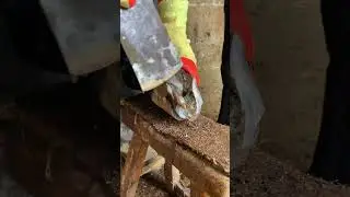 Vertical screen, skilled workers trim donkey hooves cleanly, very relaxing.