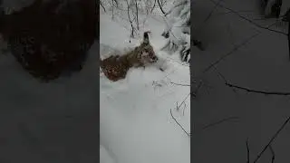 #shorts #лайк #shortvideo #status #тренды #смех #shortsvideo #приколы #новости