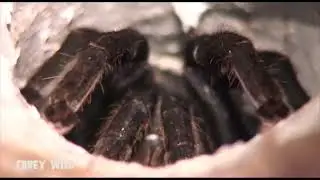 Tarantula Fishing! BIG SCARY HAIRY SPIDER! #spider #tarantula #tarantulafeeding #spiders #spiderman 