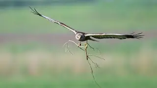 Relaxing Marsh Harrier Video
