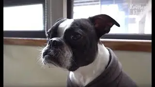 Dog Is Lord Of The Flies (Part 2) | Kritter Klub